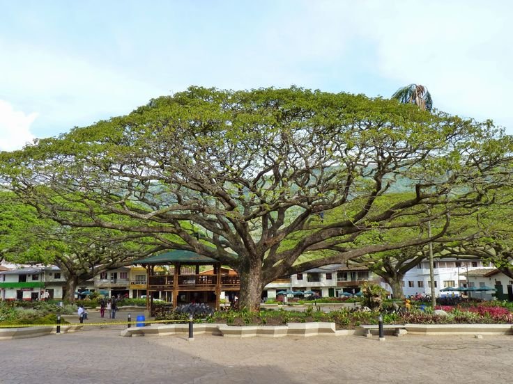 Pohon peneduh trembesi