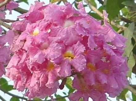 Jual pohon tabebuya di Jombang