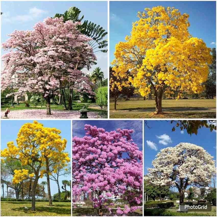 Jual pohon tabebuya di Madiun