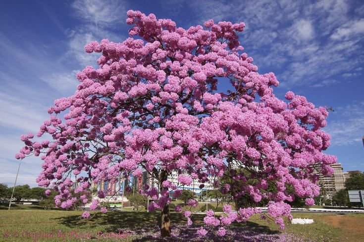 Jual pohon tabebuya di Pasuruan