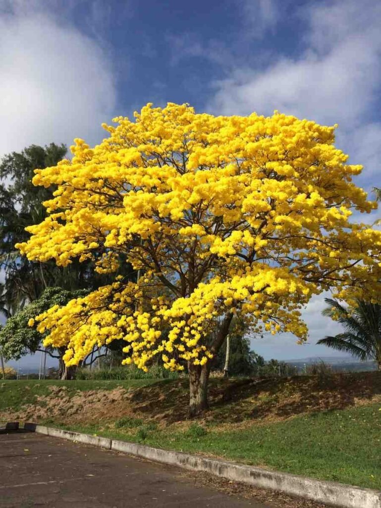 Pohon peneduh tabebuya