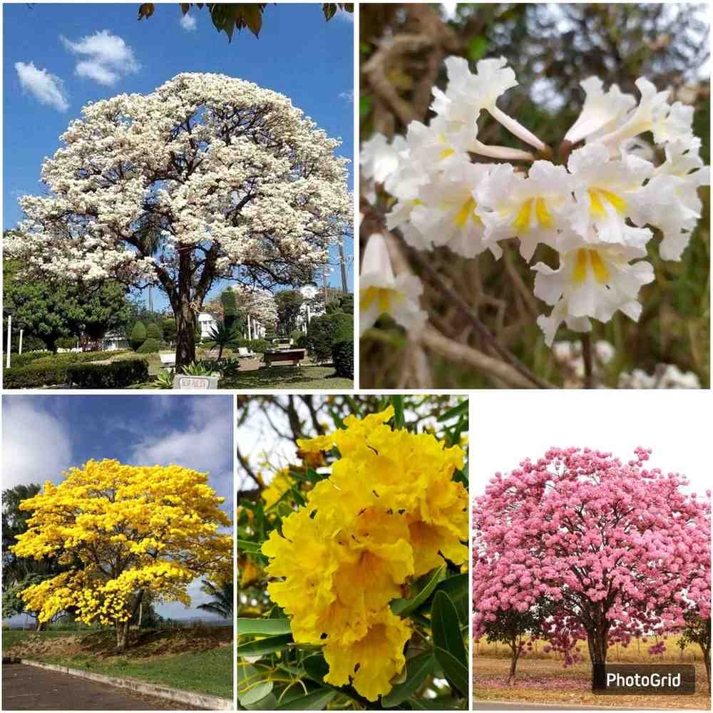 Jual pohon tabebuya di Magetan