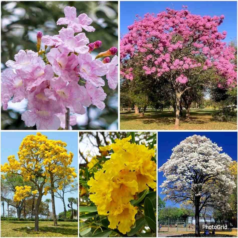 Jual pohon tabebuya di Malang