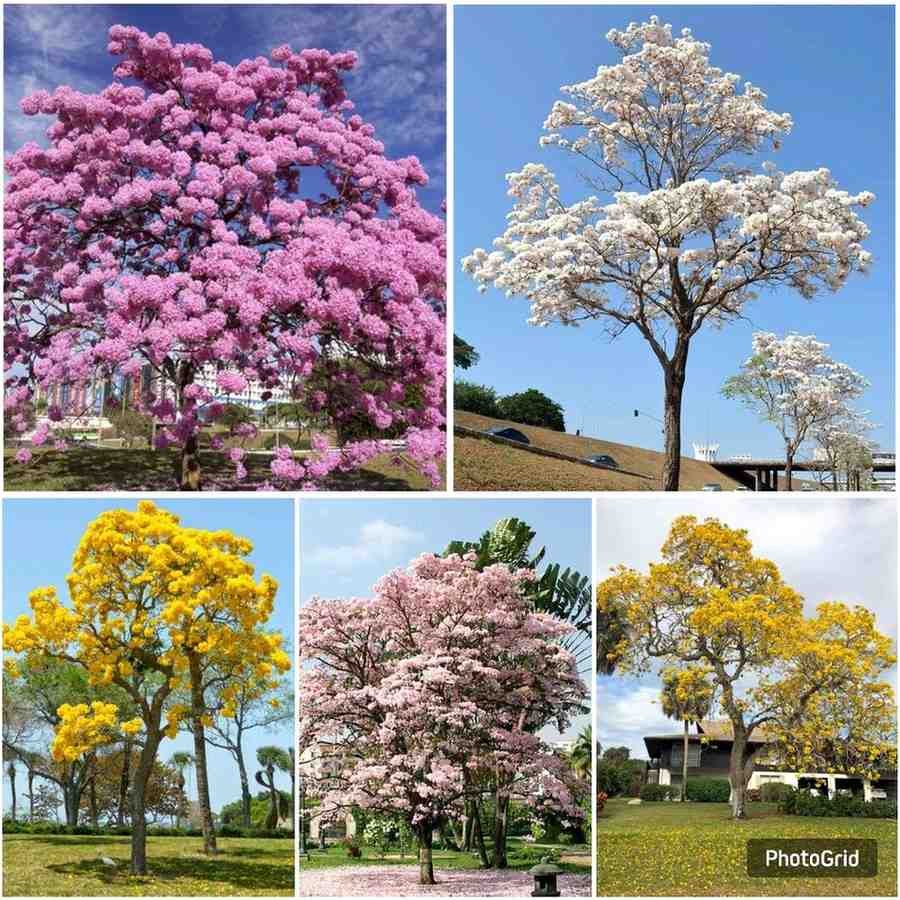 Jual pohon tabebuya di Mojokerto