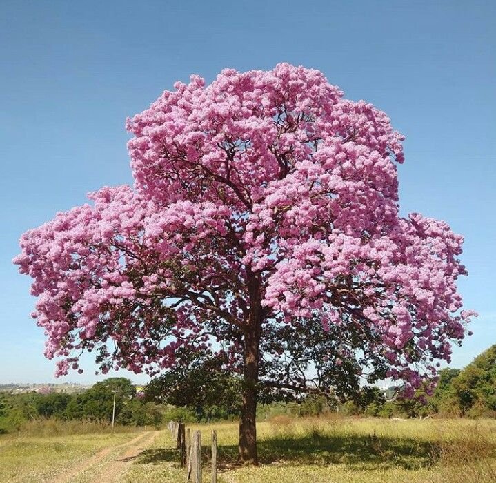 pohon penghijauan kawasan industri