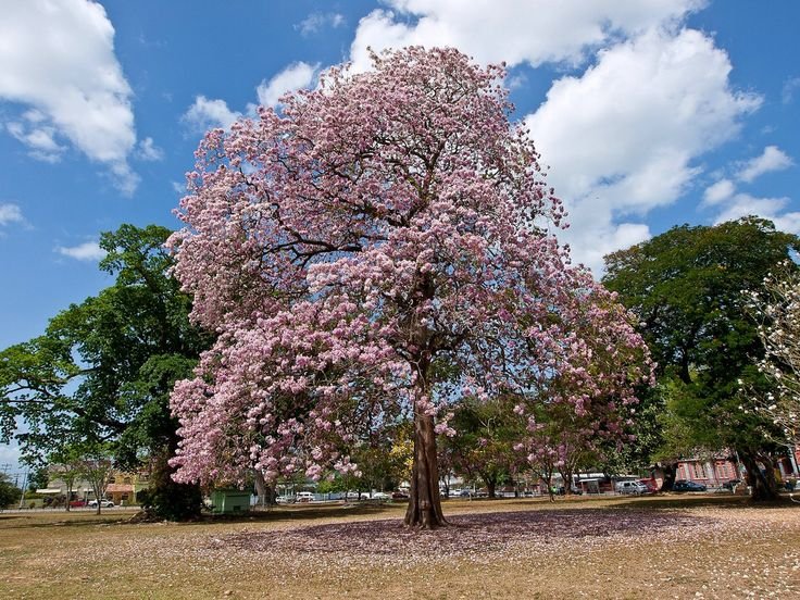 Jual pohon tabebuya di Bondowoso