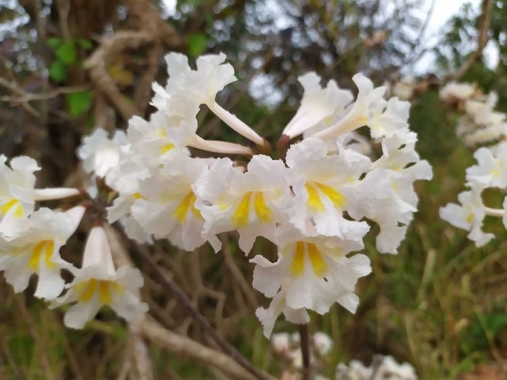 Jual pohon tabebuya di Ngawi