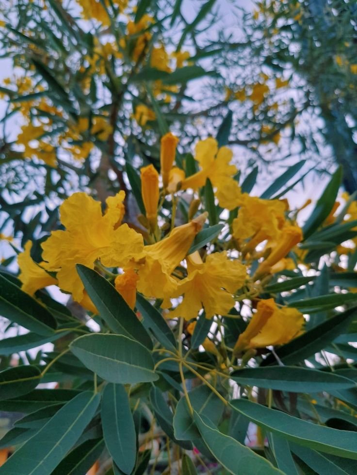 Jual pohon tabebuya di Indramayu