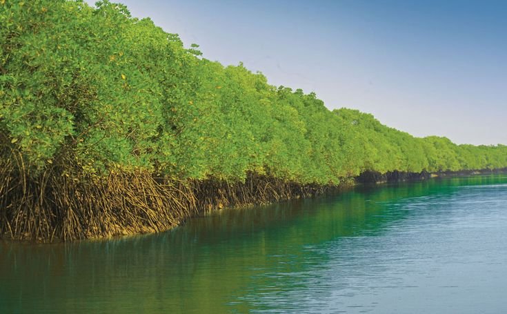 Hutan Mangrove