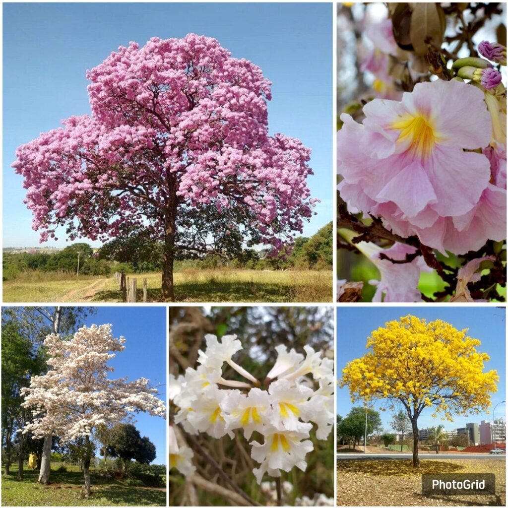 Jual pohon tabebuya di Banjar