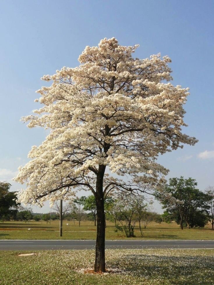 Jual pohon tabebuya di Trenggalek