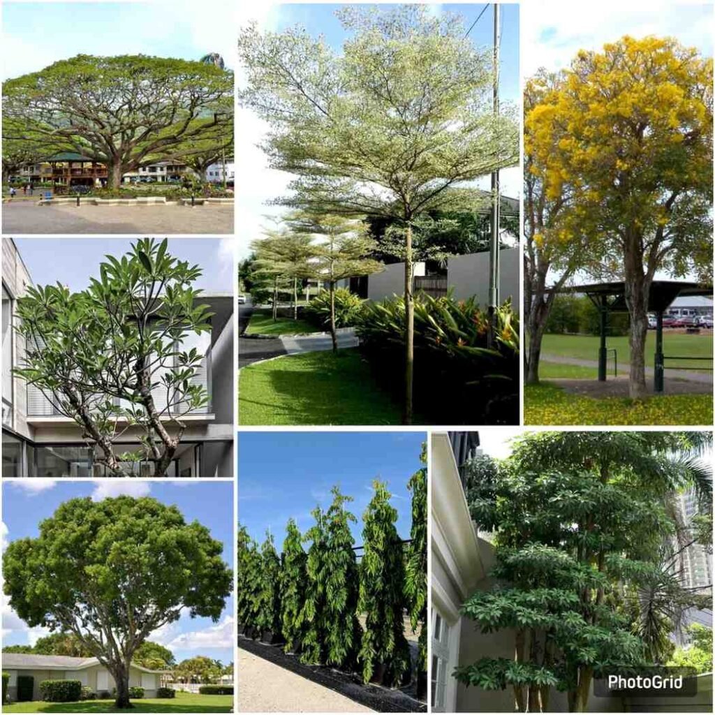 7+ Pohon Peneduh untuk Rumah Tropis, Anti Panas dan Asri