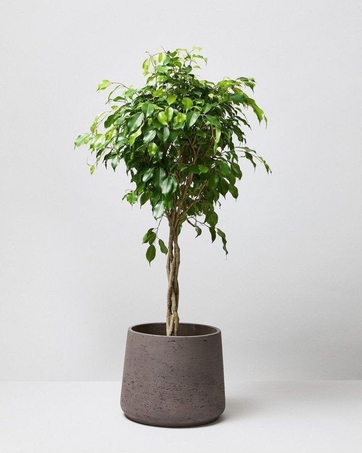 Ficus benjamina