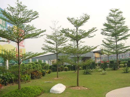 Pohon Ketapang Kencana