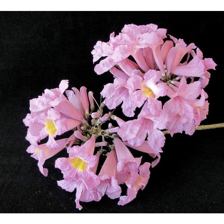 Jual Pohon Tabebuya Pink di Malang