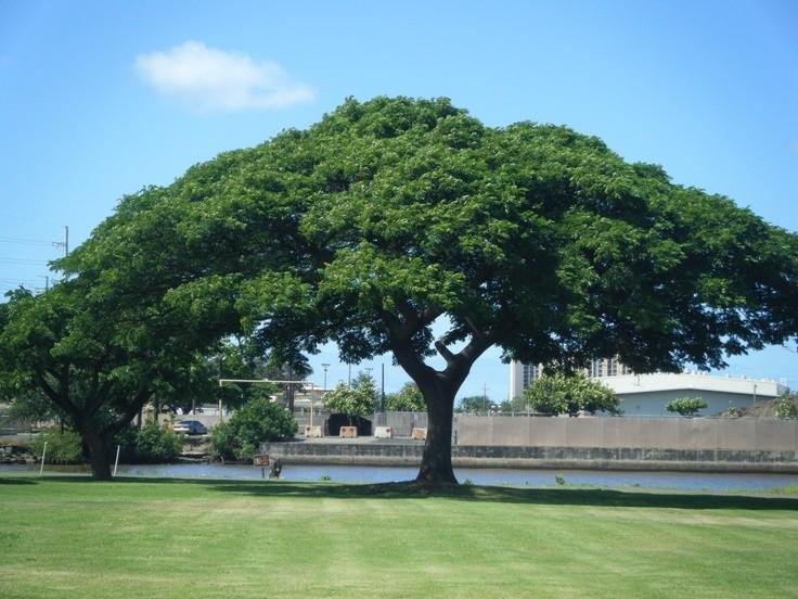 pohon penghijauan kawasan industri