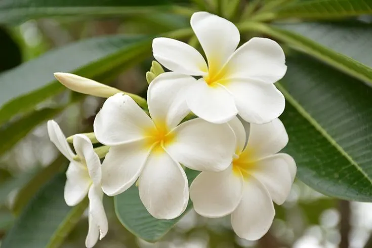 Plumeria obtusa