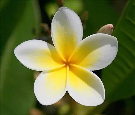 Pohon kamboja plueria rubra