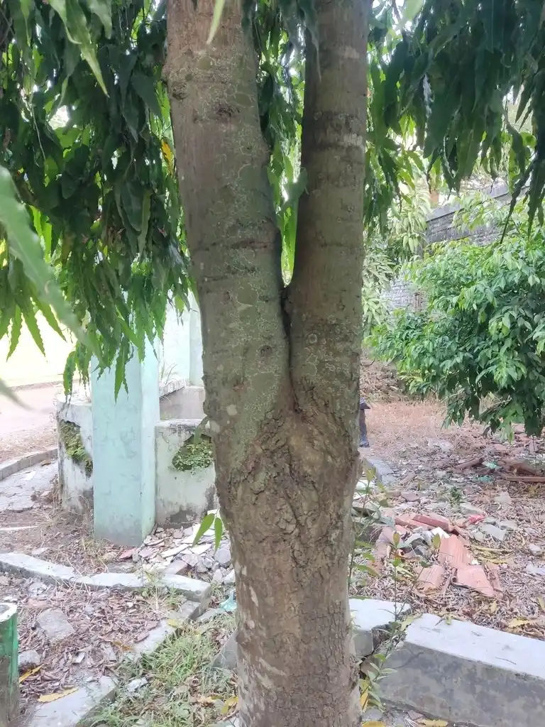 batag glodokan tiang