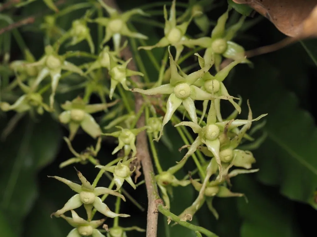 bunga glodokan tiang