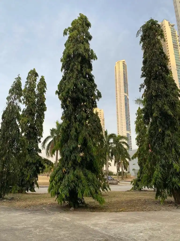 pohon glodokan tiang