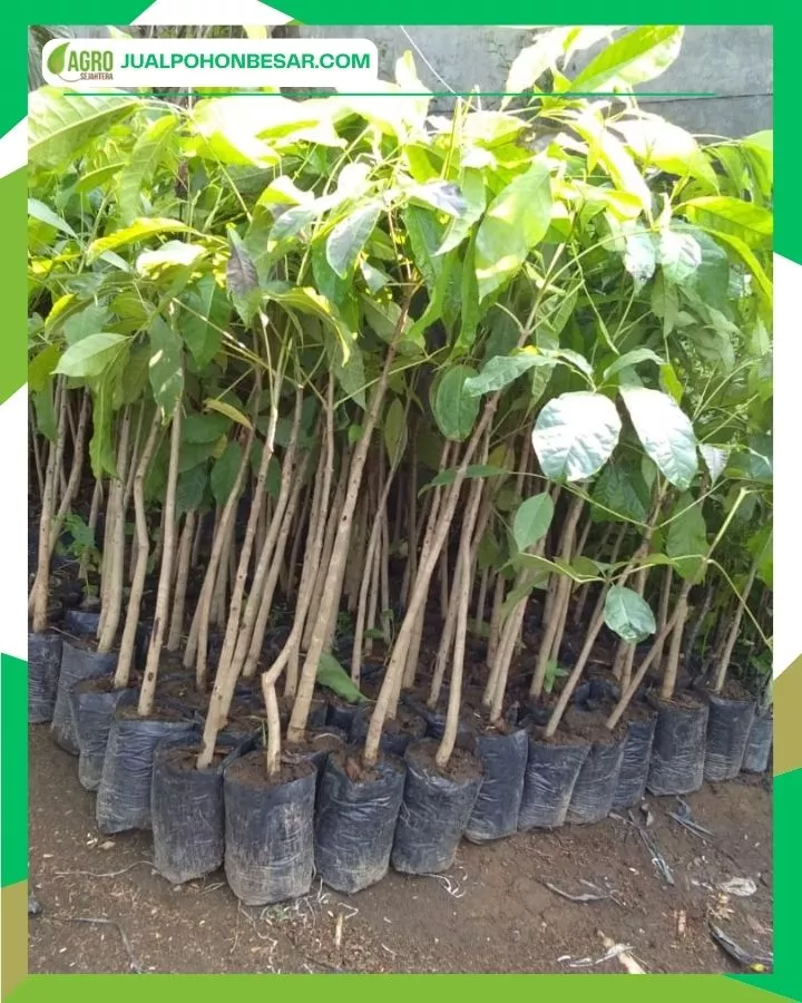 Harga Pohon Tabebuya Berdasarkan Jenis dan Warna Bunga