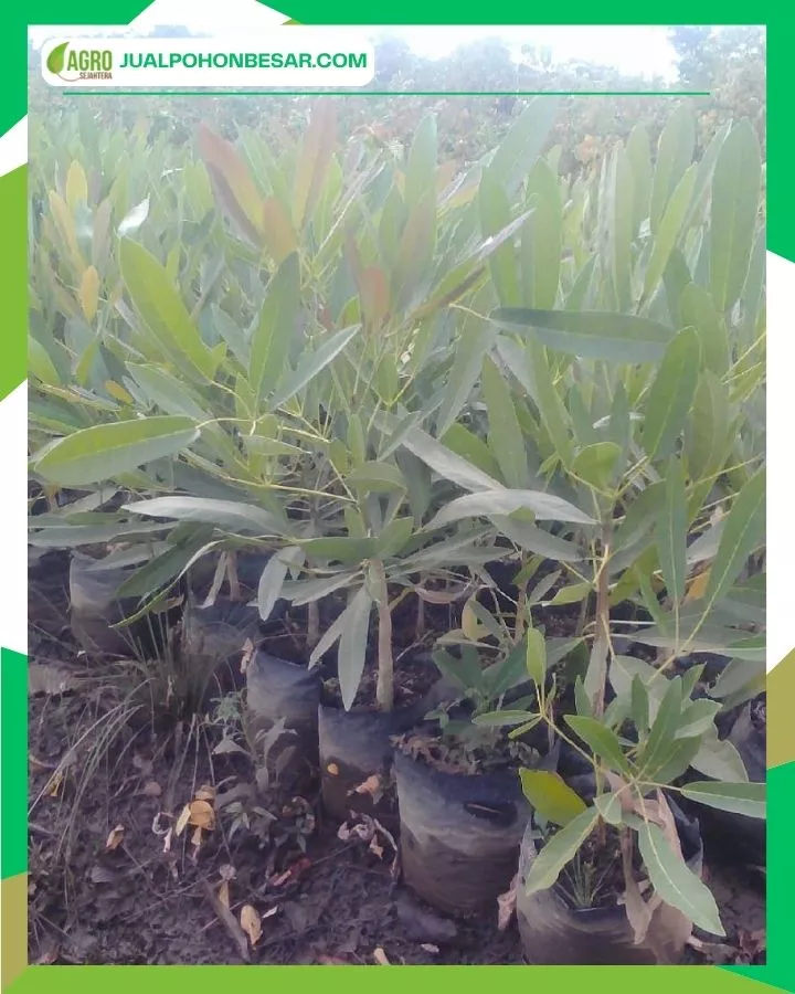 Harga Pohon Tabebuya Bibit-Besar