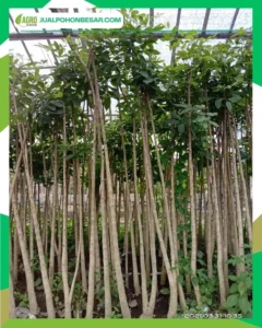 Harga Pohon Tabebuya Lengkap Semua Ukuran dan Berkualitas