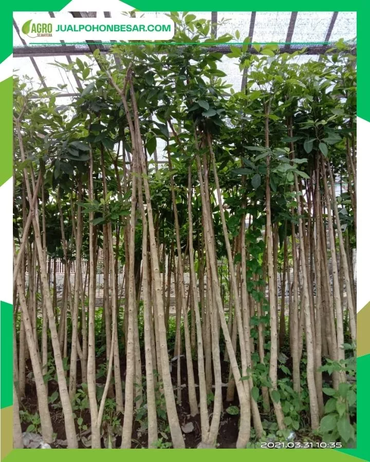Harga Pohon Tabebuya Lengkap Semua Ukuran dan Berkualitas
