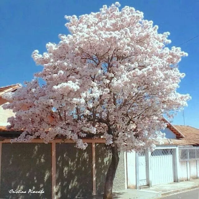 Manfaat Pohon Tabebuya untuk Taman dan Landscape