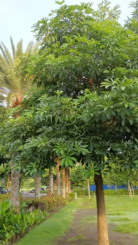 Cara Menanam dan Merawat Pohon Pule yang Benar