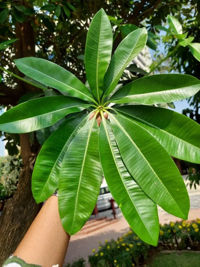 Ciri-Ciri Pohon Pule yang Mudah Dikenali