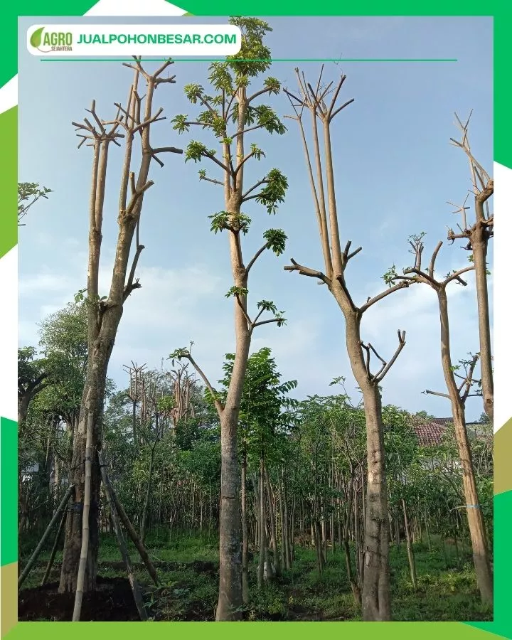 Dapatkan Penawaran Harga Pohon Pule Terbaik dari Agrotani Sejahtera