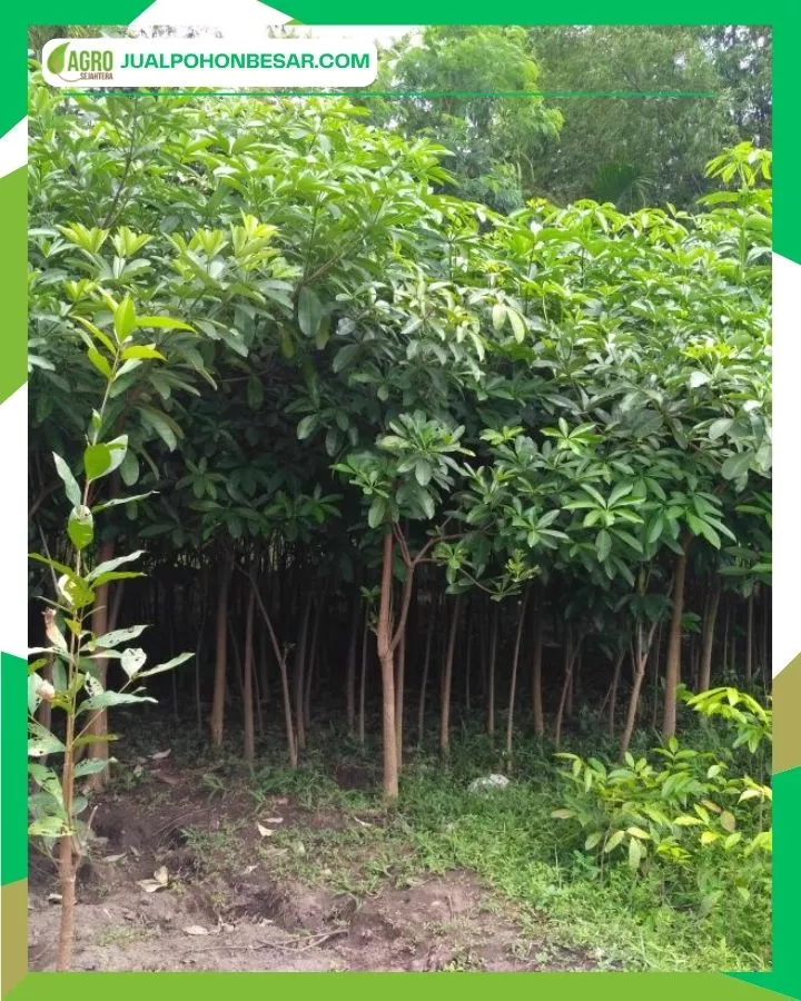 Faktor yang Mempengaruhi Harga Pohon Pule