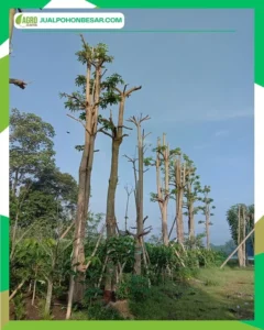 Harga Pohon Pule Lengkap Berdasarkan Ukuran, Cocok untuk Taman & Proyek 2026