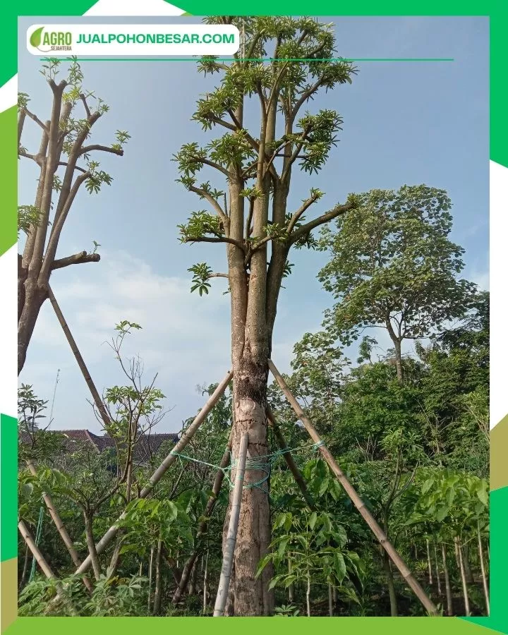 Mengenal Pohon Pule dan Karakteristiknya
