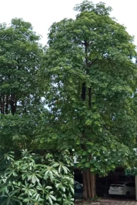 Pohon Pule Tanaman Peneduh yang Indah, Kokoh, dan Bernilai Tinggi